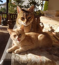 Portrait of cat sitting on carpet