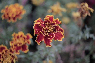 Close-up of marigold blooming outdoors