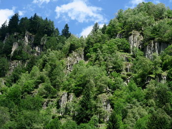 Panoramic view of trees and plants in forest