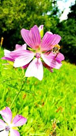 Close-up of cosmos flower blooming outdoors