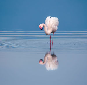 Swan swimming in lake