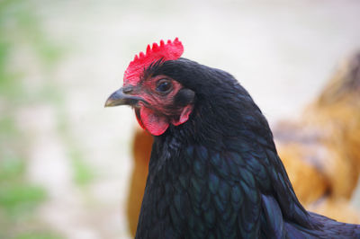 Close-up of black hen