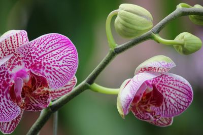 Close-up of pink orchid