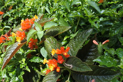 Close-up of wet orange flowering plant