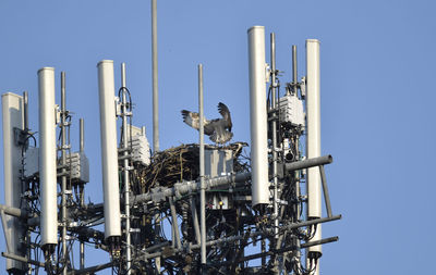 Low angle view of osprey nest in communication tower against clear blue sky