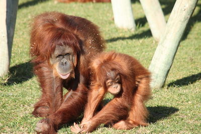 High angle view of orangutans on grass at zoo