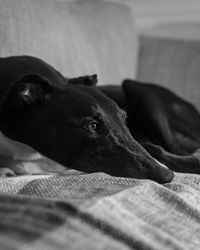 Greyhound laying on a blanket 