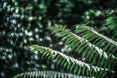 Close-up of fern leaves