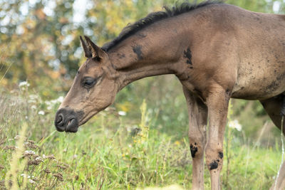 Horse grazing on field