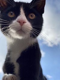 Close-up portrait of a cat