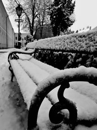 Close-up of snow on tree