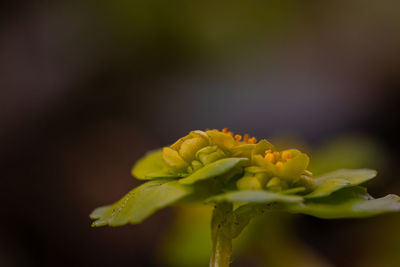 Close-up of yellow flowering plant