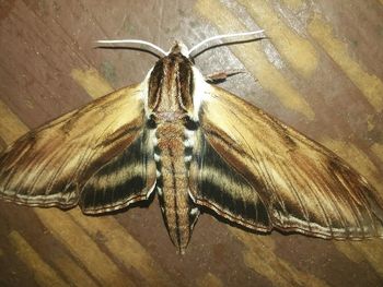 Close-up of butterfly