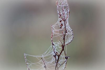 Close-up of dry spider web on plant