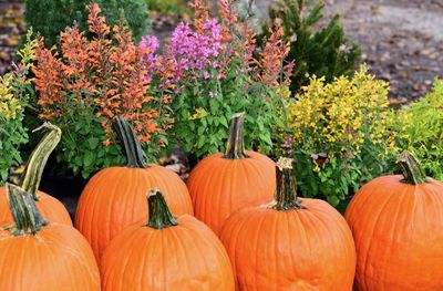 View of pumpkins on flowering plants during autumn