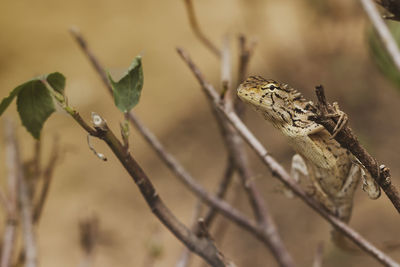 Close-up of a bird perching on branch