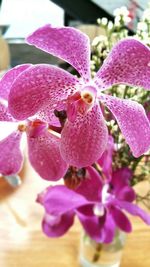 Close-up of pink flower