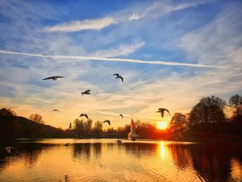 Birds flying over lake during sunset