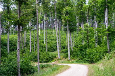Road amidst trees in forest