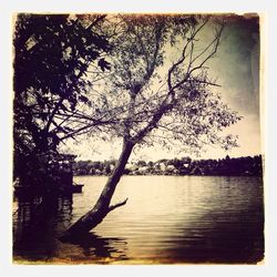 Bare trees by lake