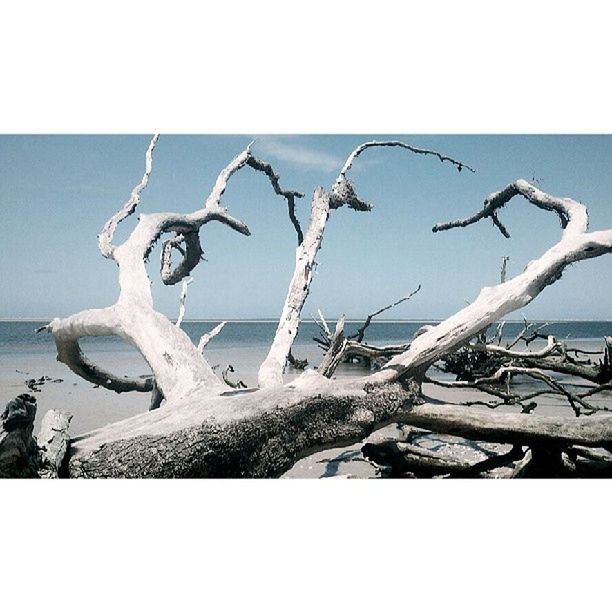 transfer print, auto post production filter, sea, nature, day, water, outdoors, no people, close-up, sunlight, tranquility, beach, sky, damaged, abandoned, branch, plant, clear sky, broken, wood - material