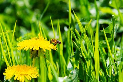Close-up of bee pollinating on yellow flower