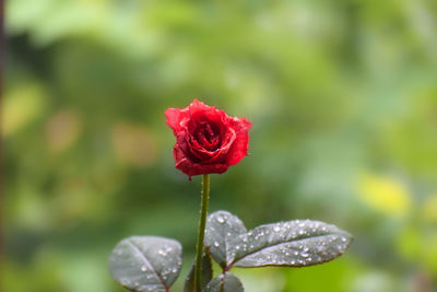 Close-up of pink flower