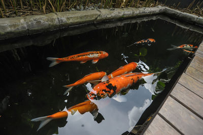 High angle view of koi carps swimming in pond