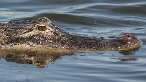 Close-up of crocodile in lake
