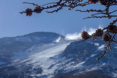 Close-up of flower tree against sky