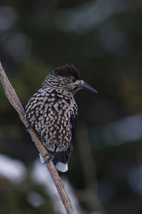 Close-up of bird perching on branch