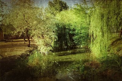 Scenic view of lake in forest