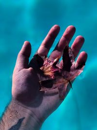 Close-up of hand holding leaves over swimming pool