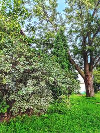 Trees growing in forest