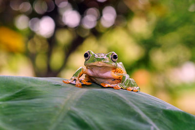 Close-up of frog on leaf