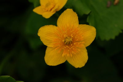 Close-up of yellow flowering plant