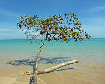 Close-up of tree by sea against sky