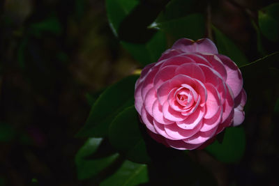 Close-up of pink rose