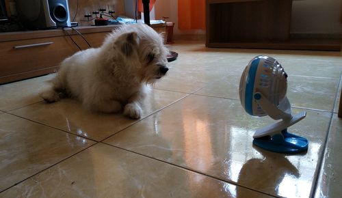 Dog lying on floor at home