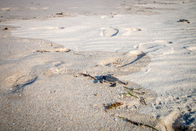 High angle view of crab on beach