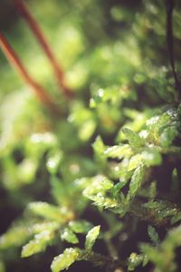 Close-up of fresh green plant