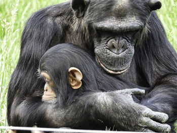 Close-up portrait of a monkey