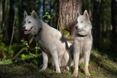 View of two dogs on field