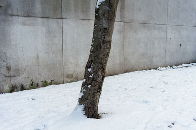 Trees on snow covered tree