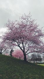 Cherry blossom tree in park