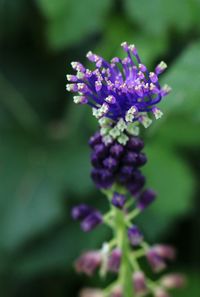 Close-up of purple flowers