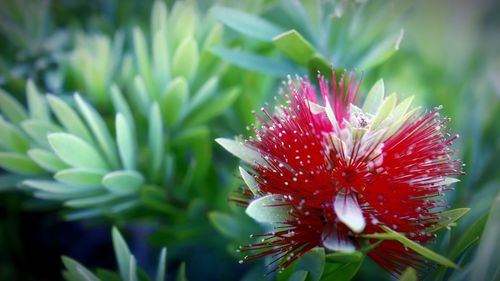 Close-up of pink flower