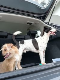 Dogs in car trunk