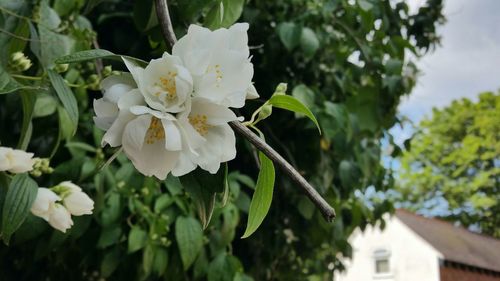 Close-up of white flowers