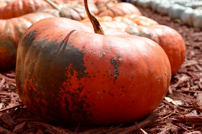 Detail shot of pumpkins